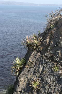 Image of Agave ortgiesiana (Baker) Trel.