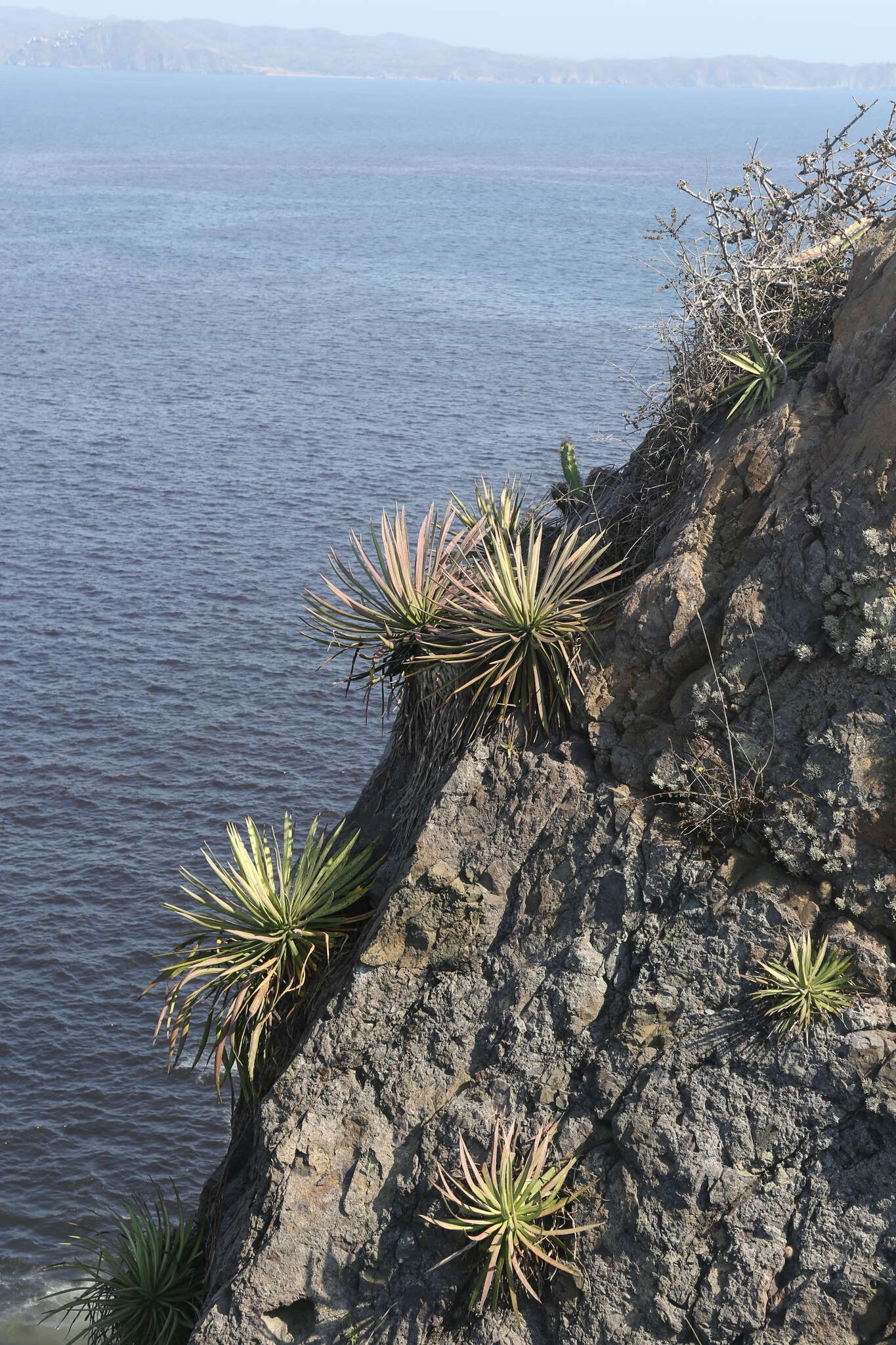 Слика од Agave ortgiesiana (Baker) Trel.