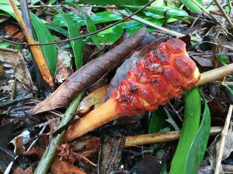 Image of Cycad