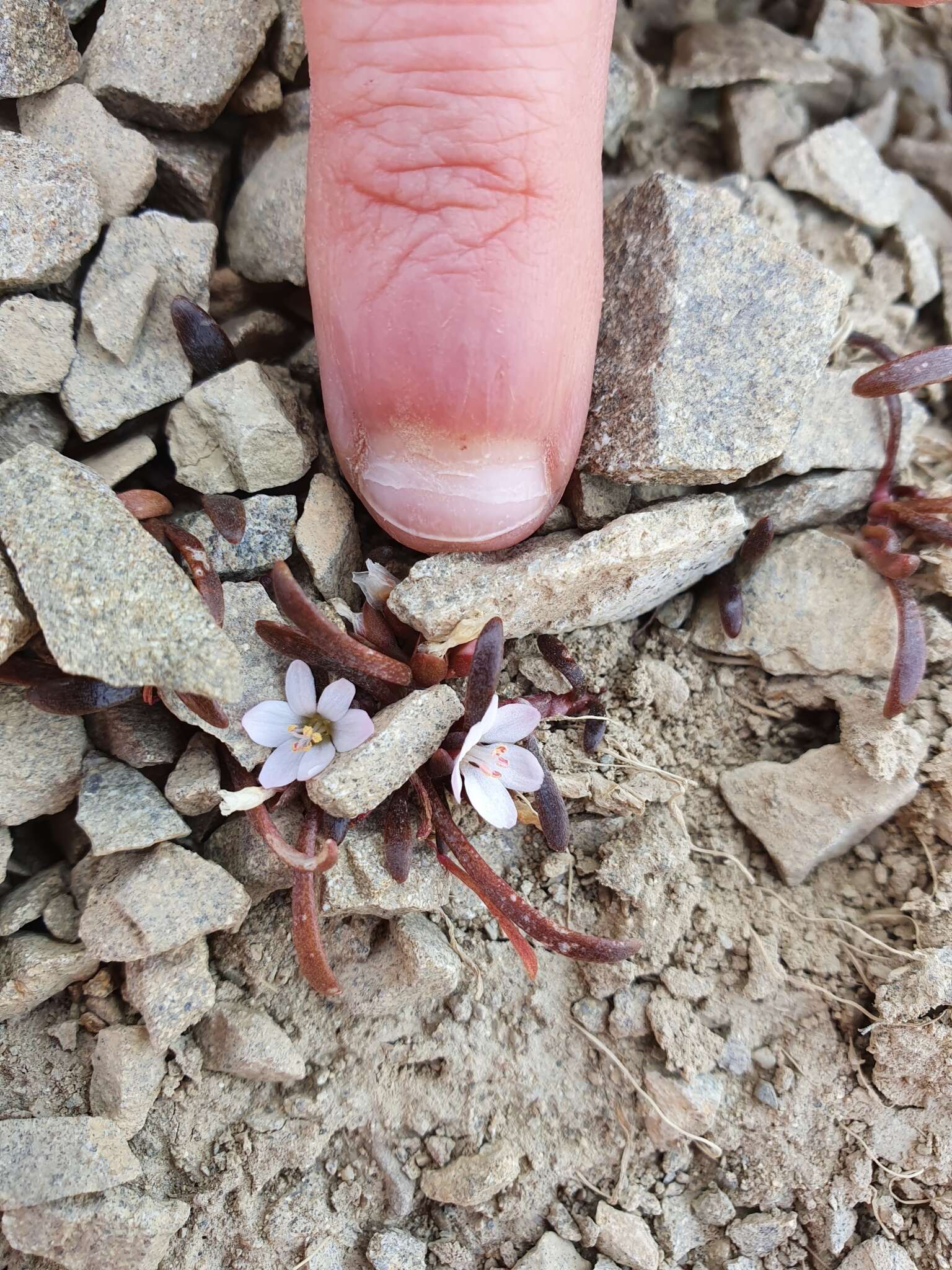 Image of Montia erythrophylla (Heenan) Heenan