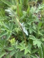 Image of Soft Cinquefoil