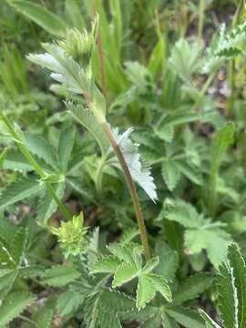 Слика од Potentilla pulcherrima Lehm.