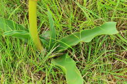 Image of Grassland crinum