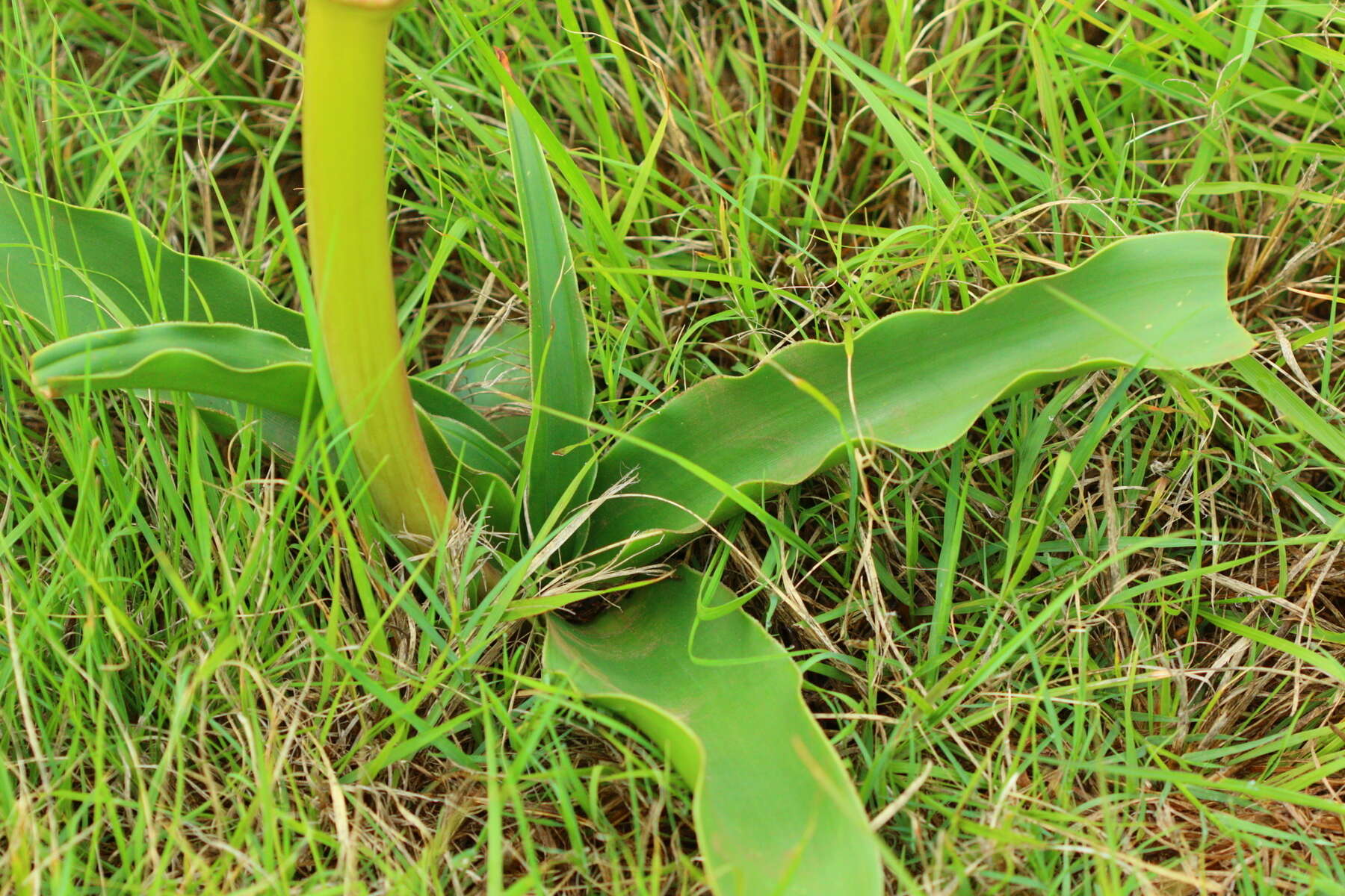 Image de Crinum graminicola I. Verd.