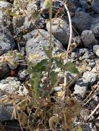 Image of Heliopsis anomala (M. E. Jones) B. L. Turner