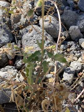 Image of Heliopsis anomala (M. E. Jones) B. L. Turner