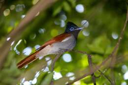 Image of African Paradise Flycatcher