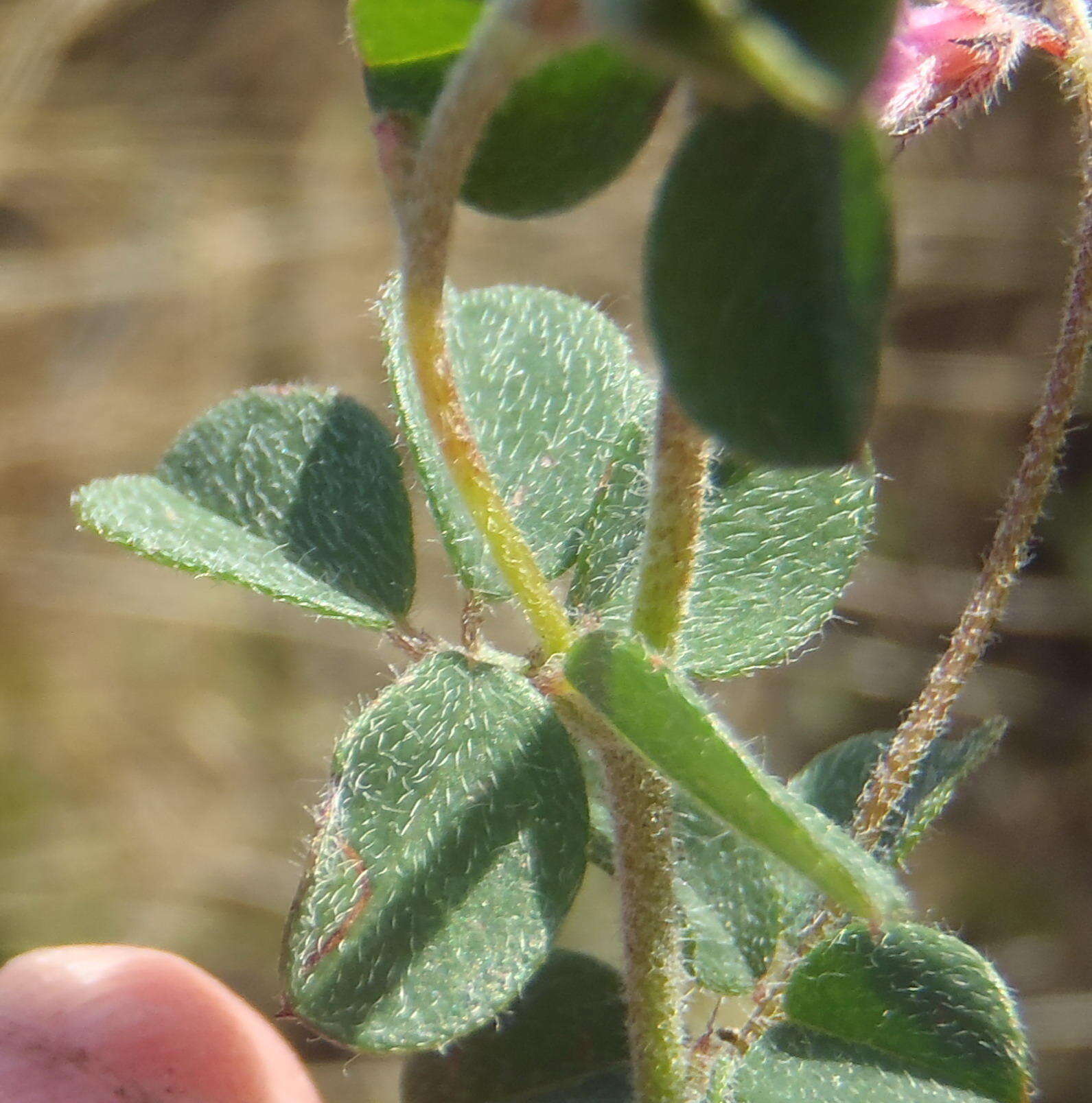 Image of <i>Indigofera alopecuroides</i> var. <i>minor</i> E. Mey.