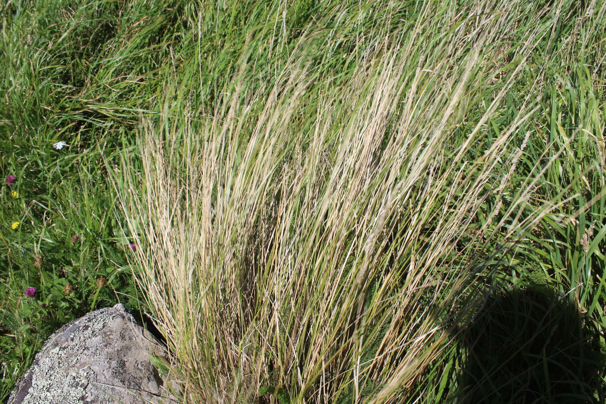 Image of silver tussock