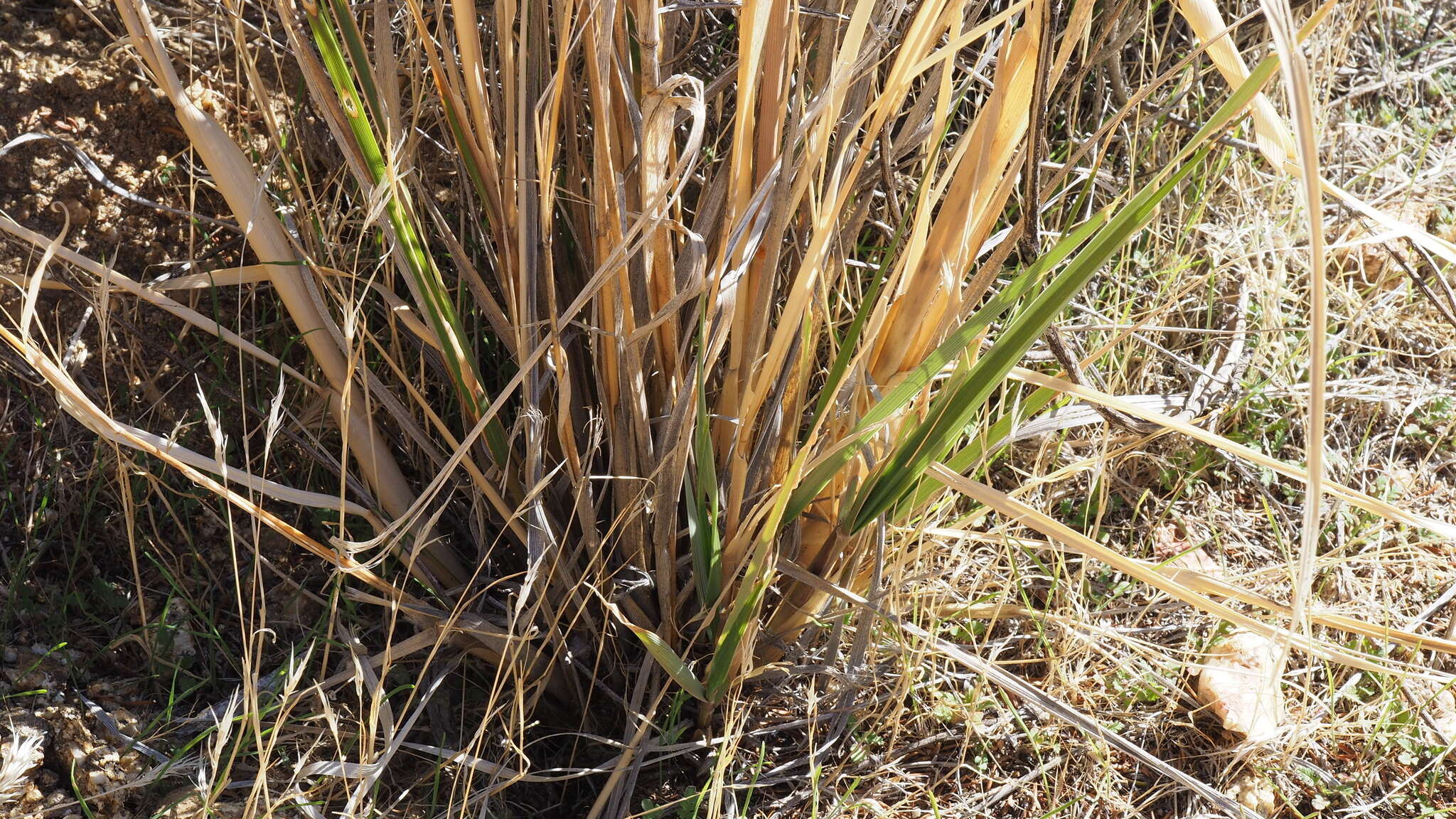 Plancia ëd <i>Eriocoma coronata</i>