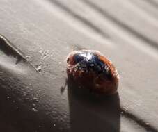 Image of Loew's Lady Beetle