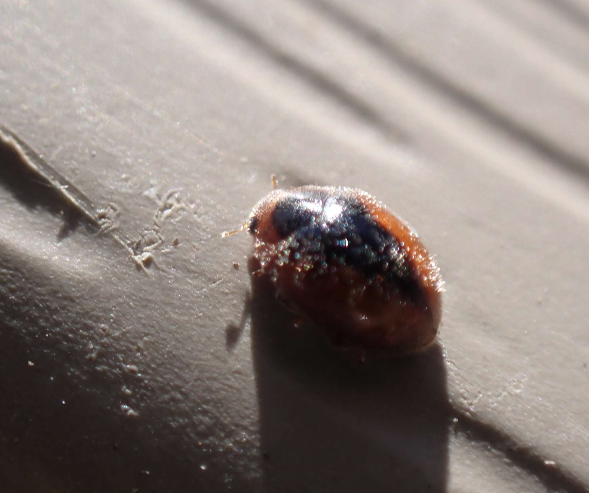 Image of Loew's Lady Beetle