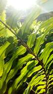 Image of Boston swordfern