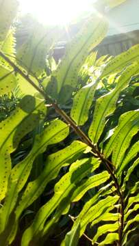 Image of Boston swordfern