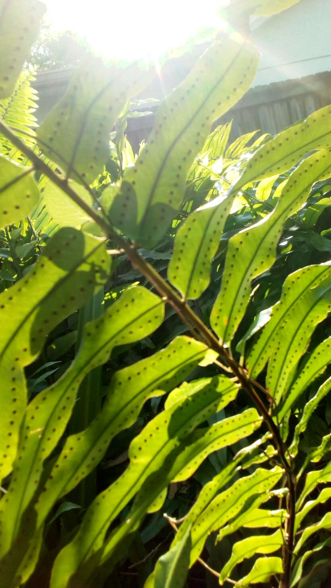 Слика од Nephrolepis exaltata (L.) Schott