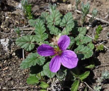 Image of Texas stork's bill