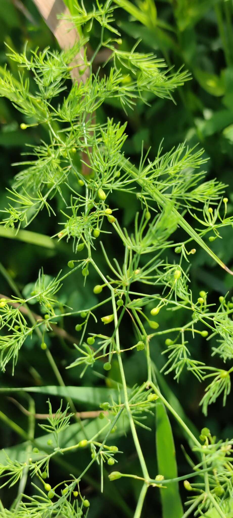 Imagem de Asparagus palaestinus Baker