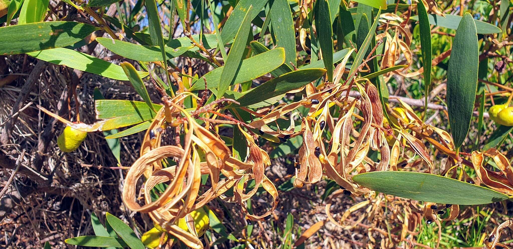 Imagem de Acacia longifolia subsp. sophorae (Labill.) Court