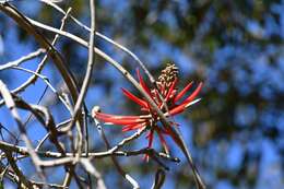 Image of Erythrina goldmanii Standl.