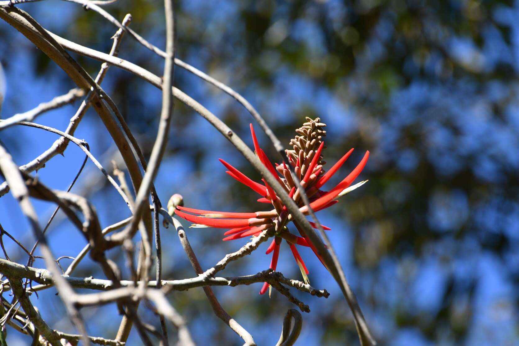 Imagem de Erythrina goldmanii Standl.