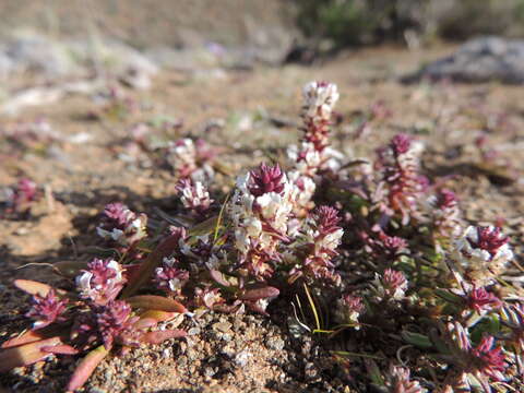 صورة Hebenstretia neglecta H. Roessler