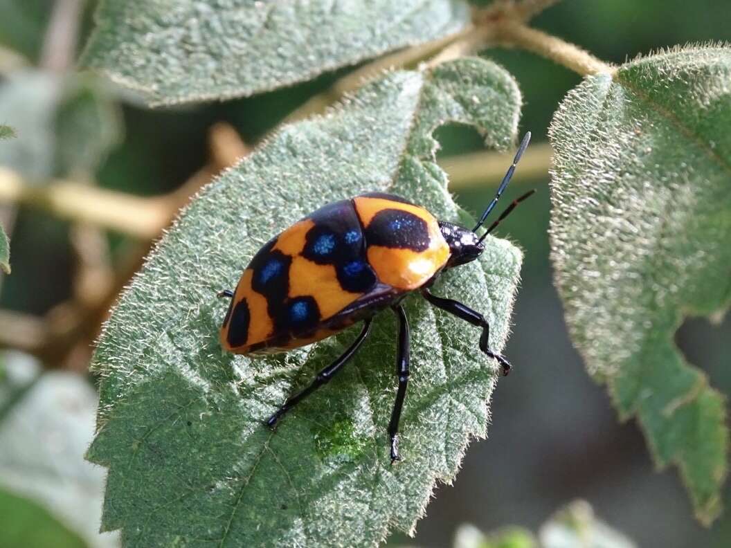 Слика од <i>Poecilocoris druraei</i>