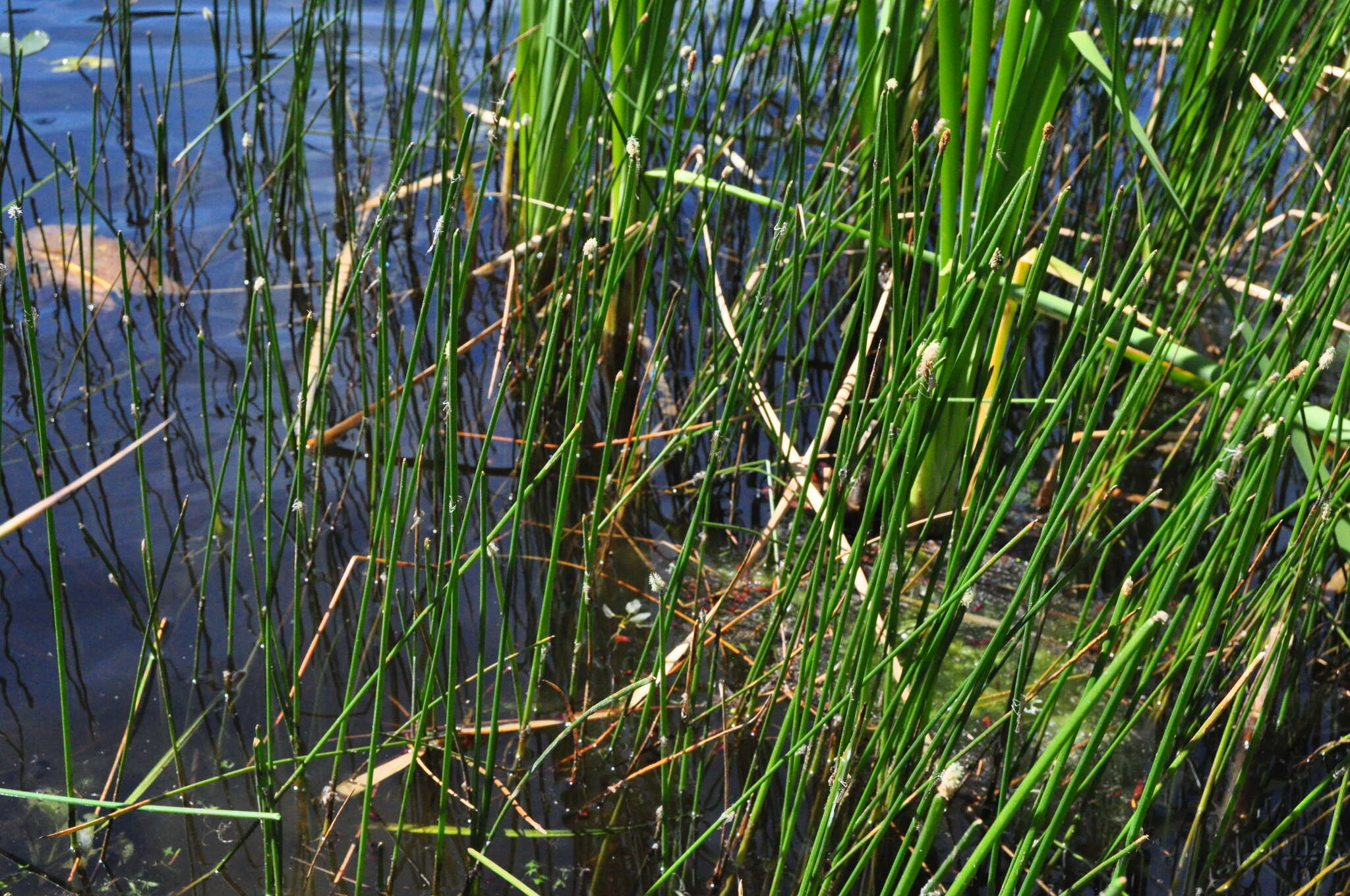 Image of Common Spike-rush