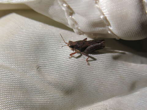 Image of Black-sided Pygmy Grasshopper