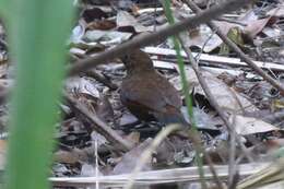 Image of Scaly-throated Leaftosser