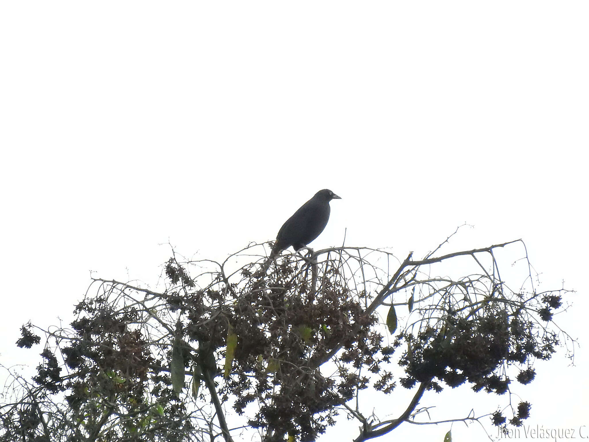 Image of Giant Cowbird