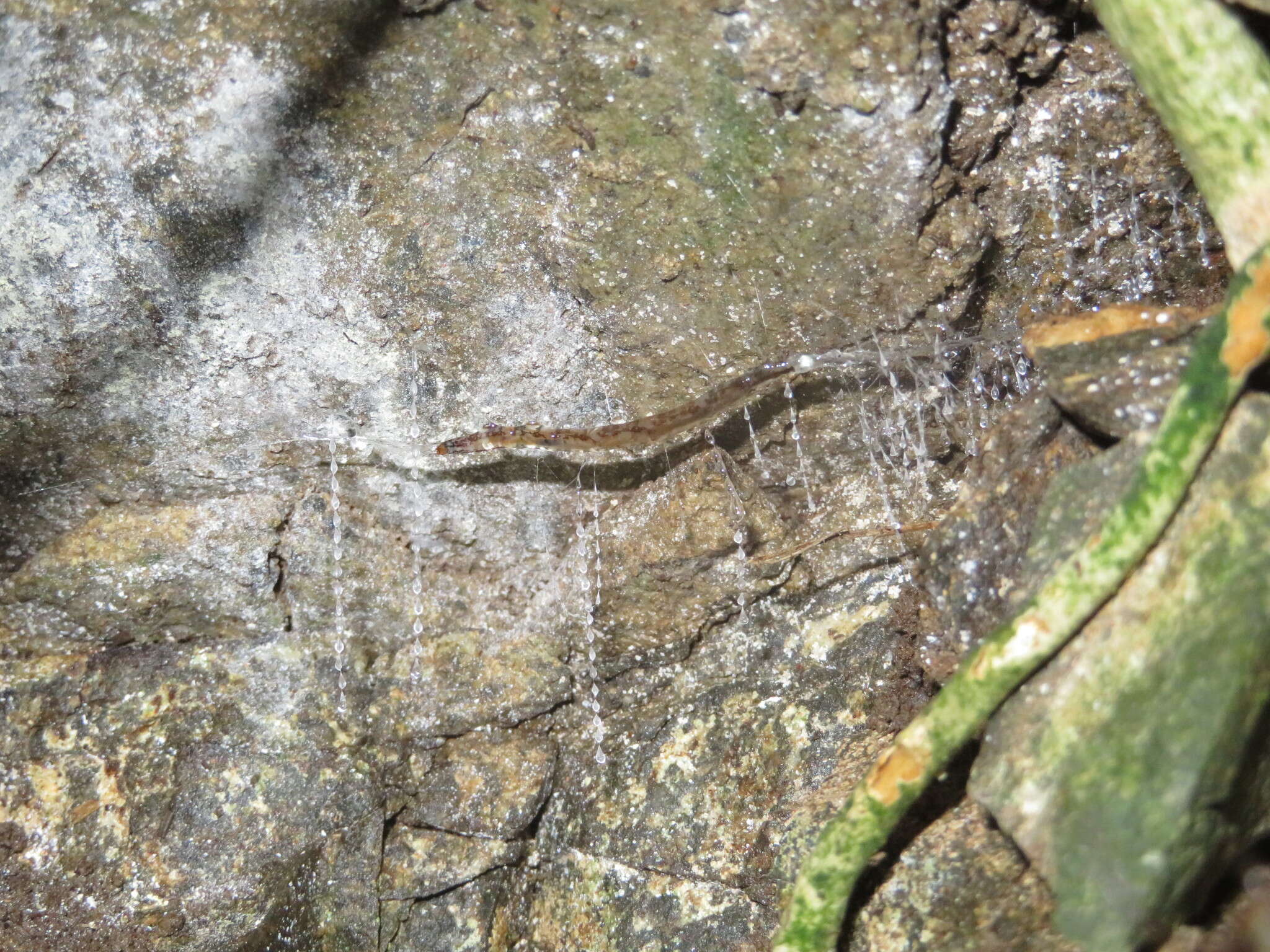 Image of Arachnocampa