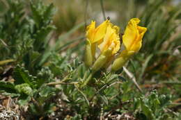 Image of Cytisus wulfii V. I. Krecz.