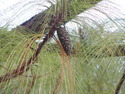 Image of Thin-leaf Pine