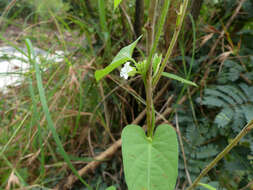 Image of Ipomoea biflora (L.) Pers.