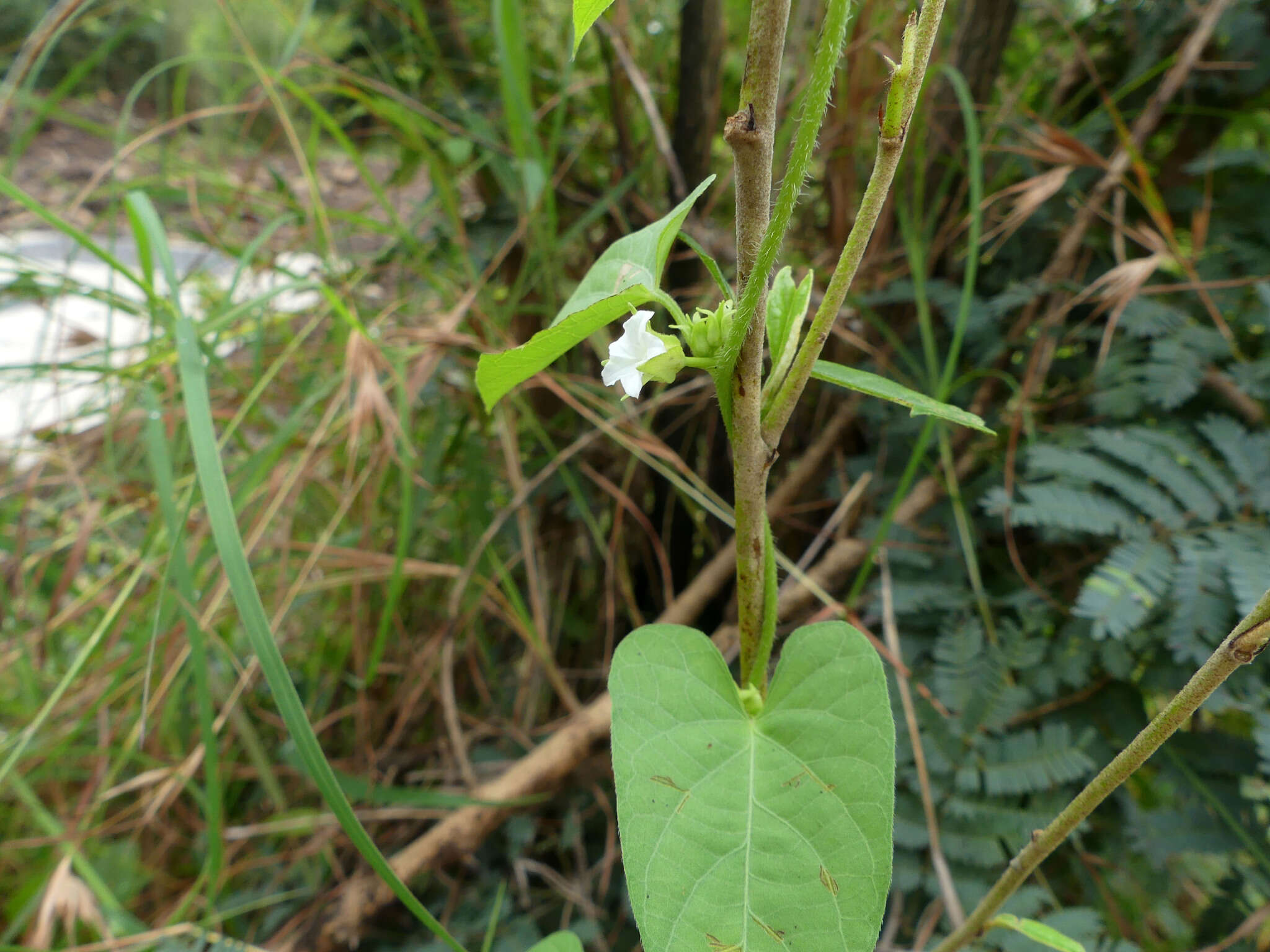 Image of Ipomoea biflora (L.) Pers.