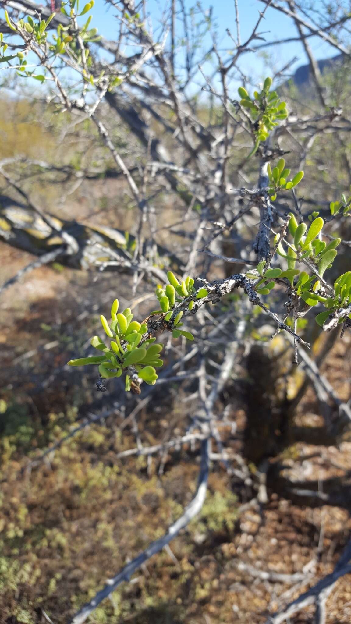 Image of Fouquieria macdougalii Nash