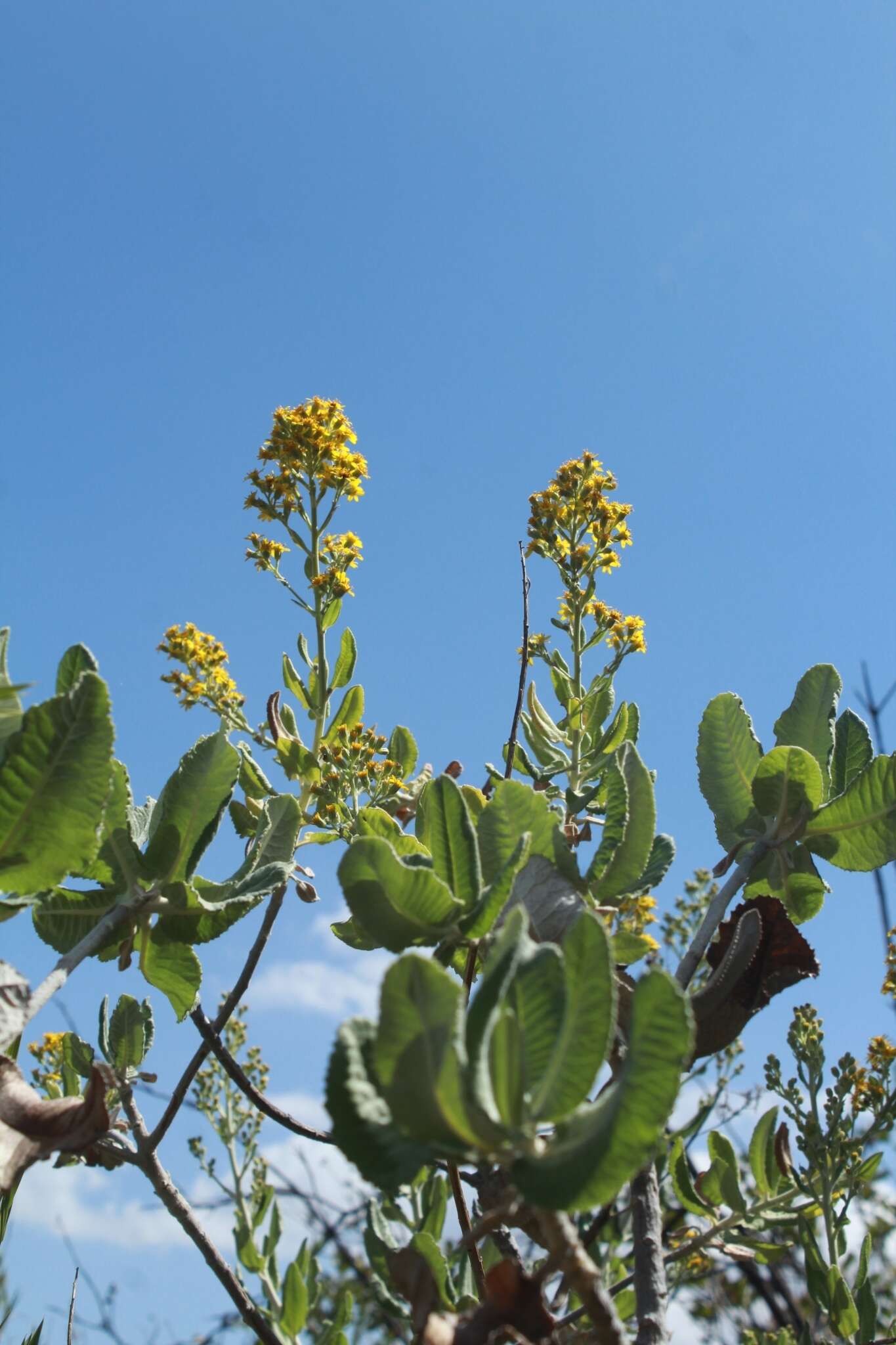 Plancia ëd Acrisione denticulata (Hook. & Arn.) B. Nord.