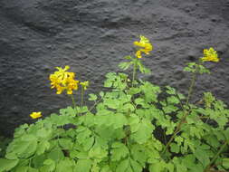 Image of yellow corydalis