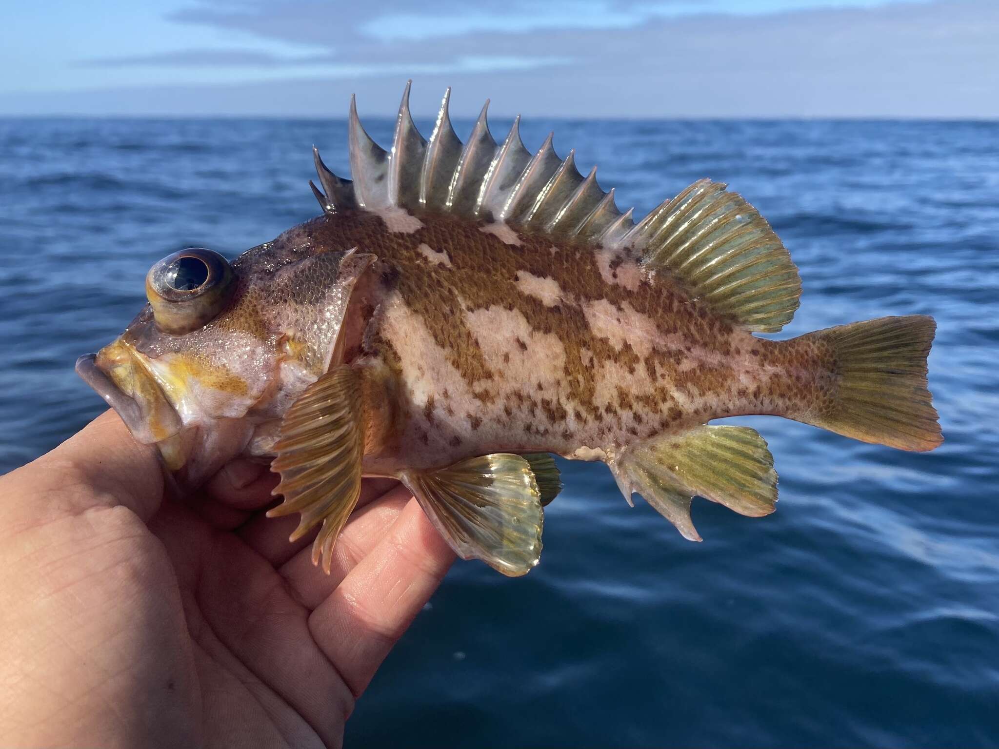 Image of Gopher rockfish