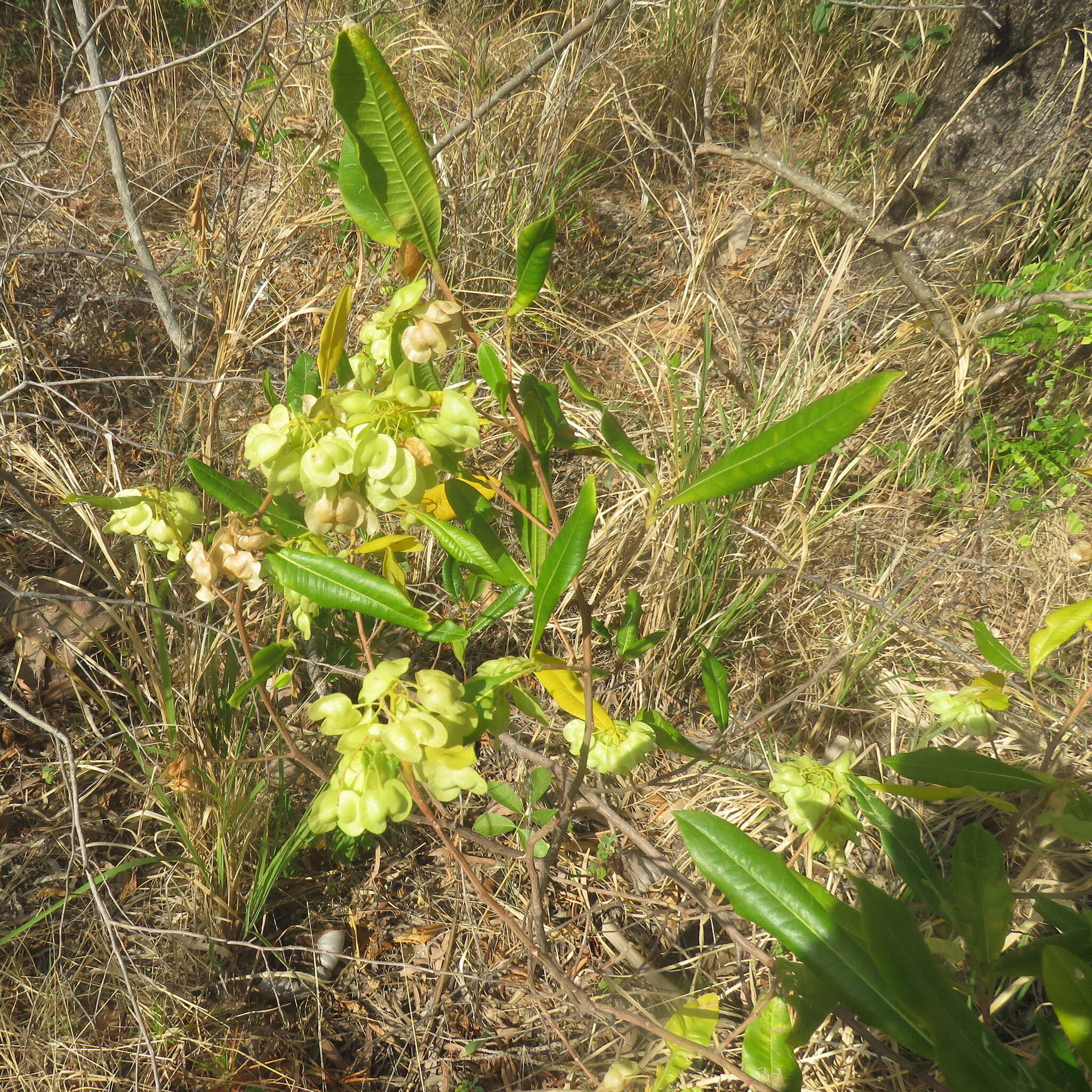 Image of Dodonaea polyandra Merr. & Perry