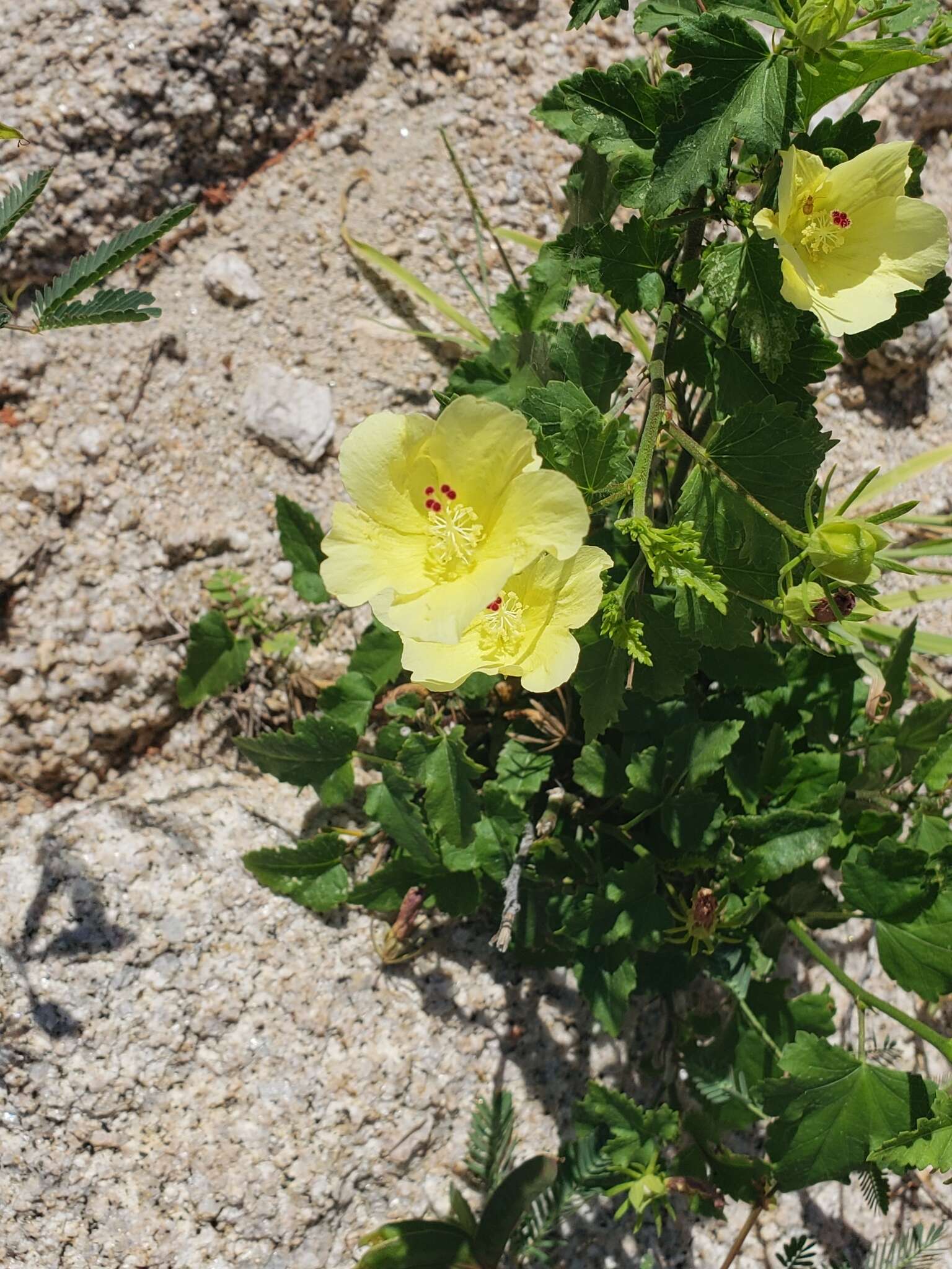 Sivun Hibiscus ribifolius A. Gray kuva