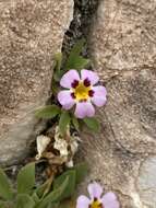 Image of Death Valley monkeyflower