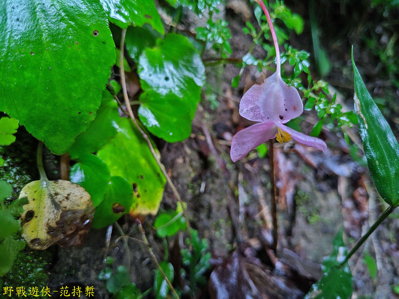 Image of Begonia ravenii C. I. Peng & Y. K. Chen