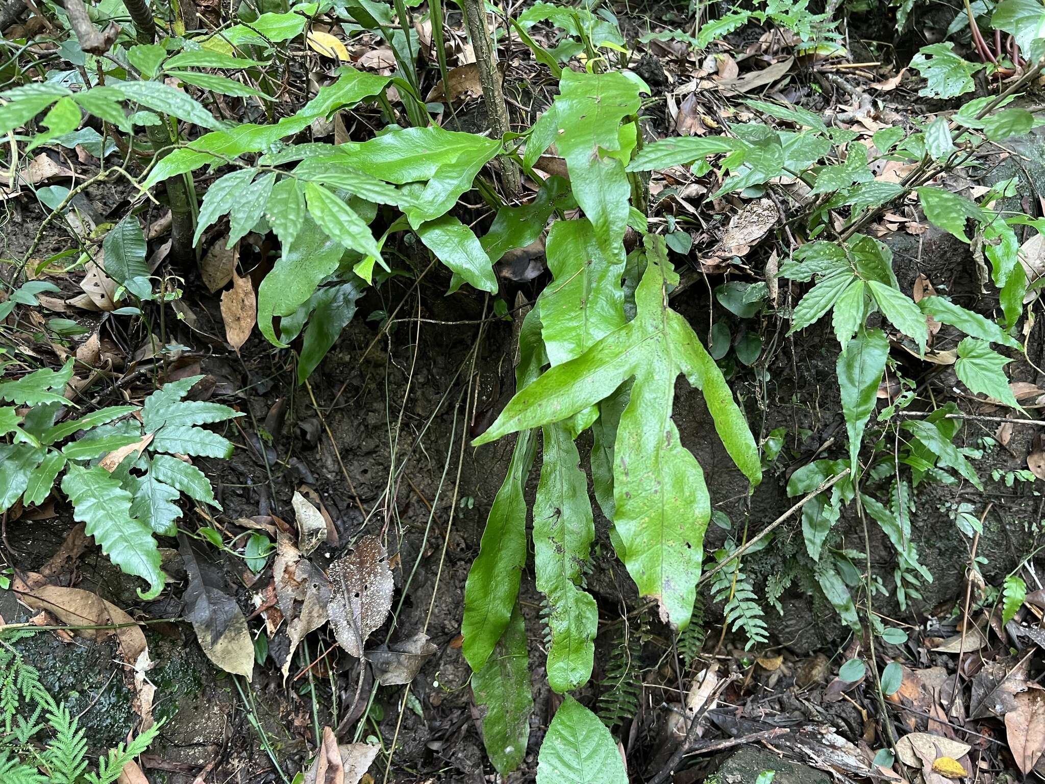 Leptochilus insignis (Bl.) Fraser-Jenk. resmi