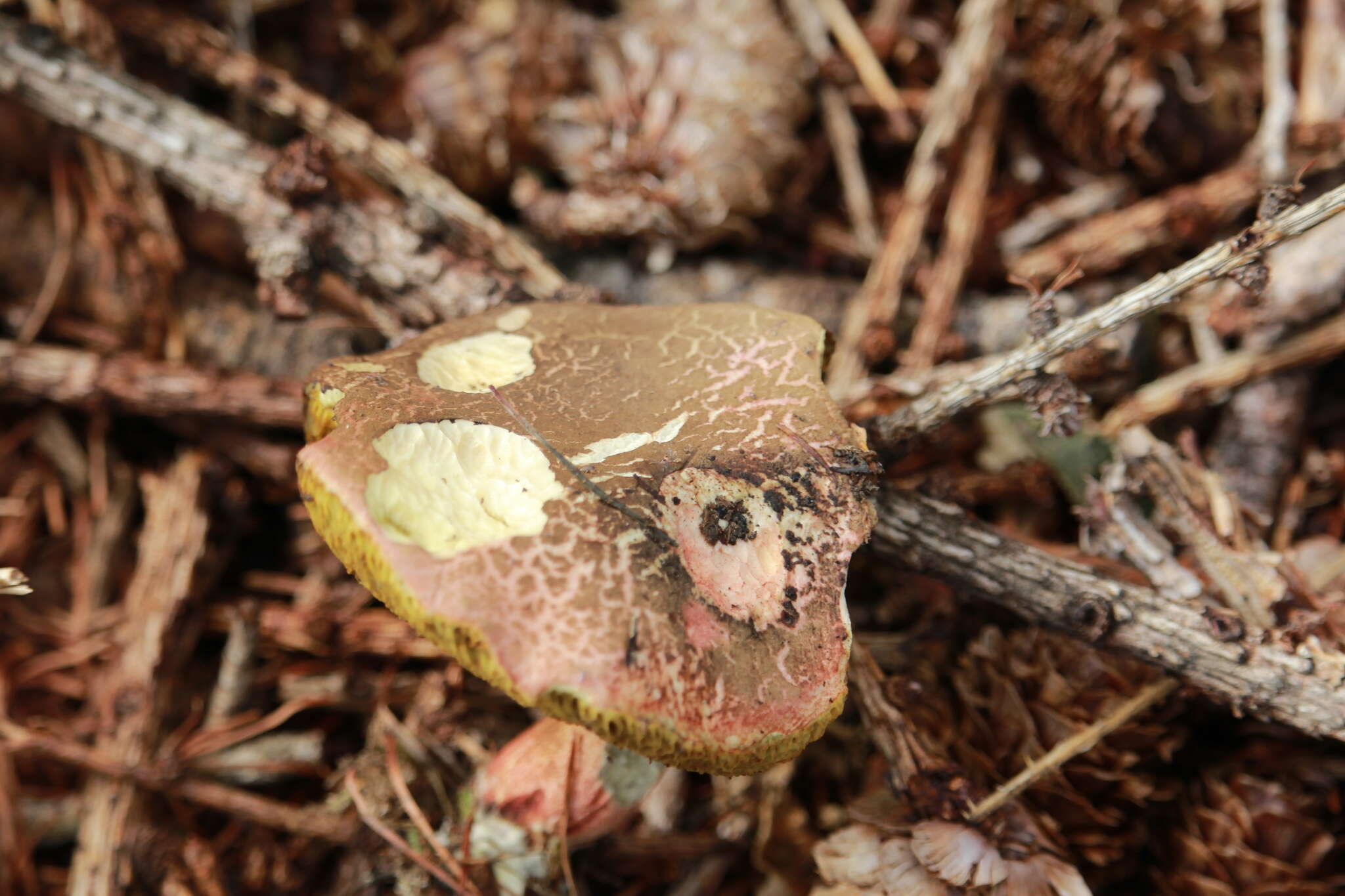 Image of Xerocomellus chrysenteron (Bull.) Šutara 2008