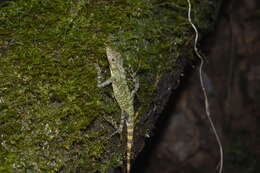 Image of Anolis podocarpus Ayala-varela & Torres-carvajal 2010