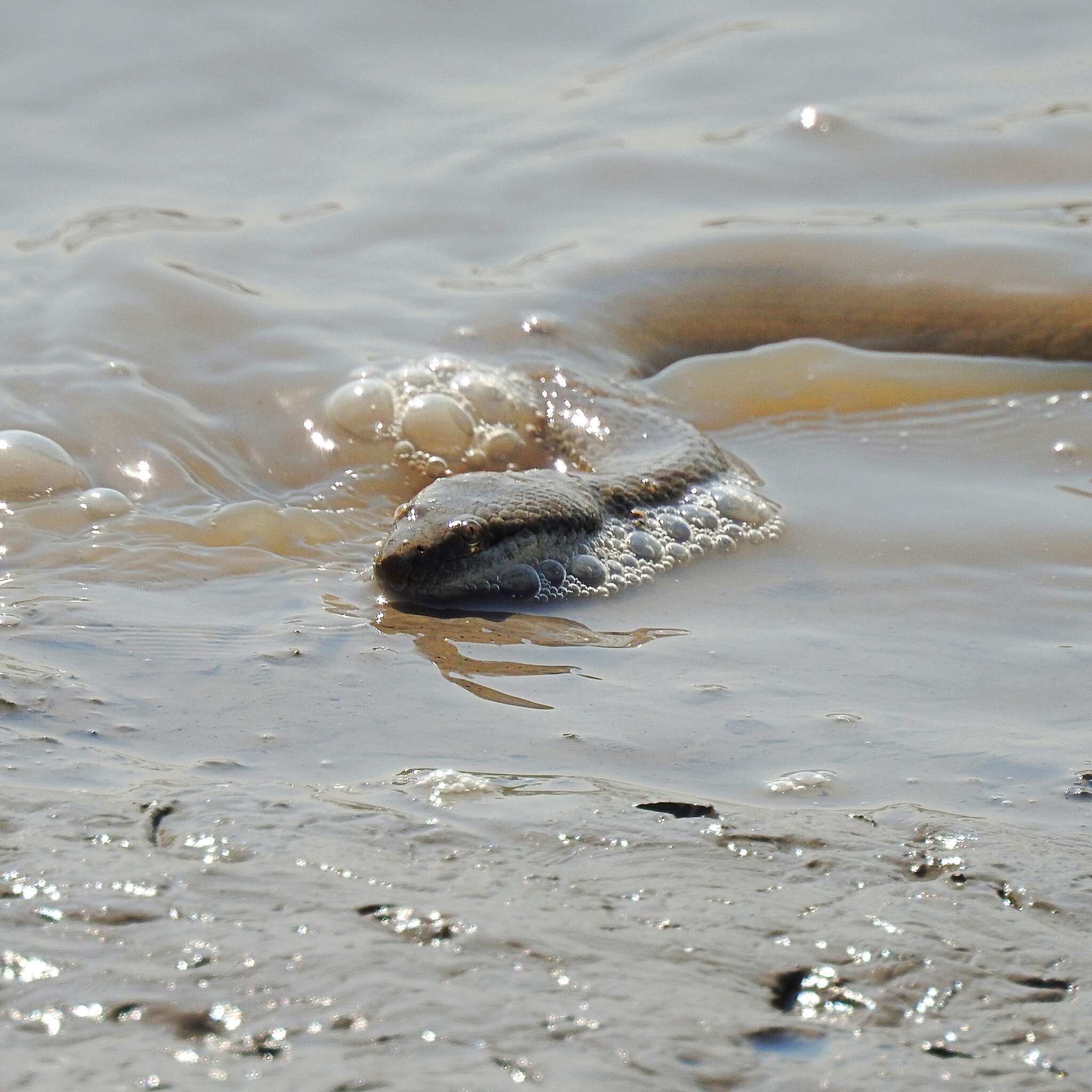 Image of Asian Bockadam