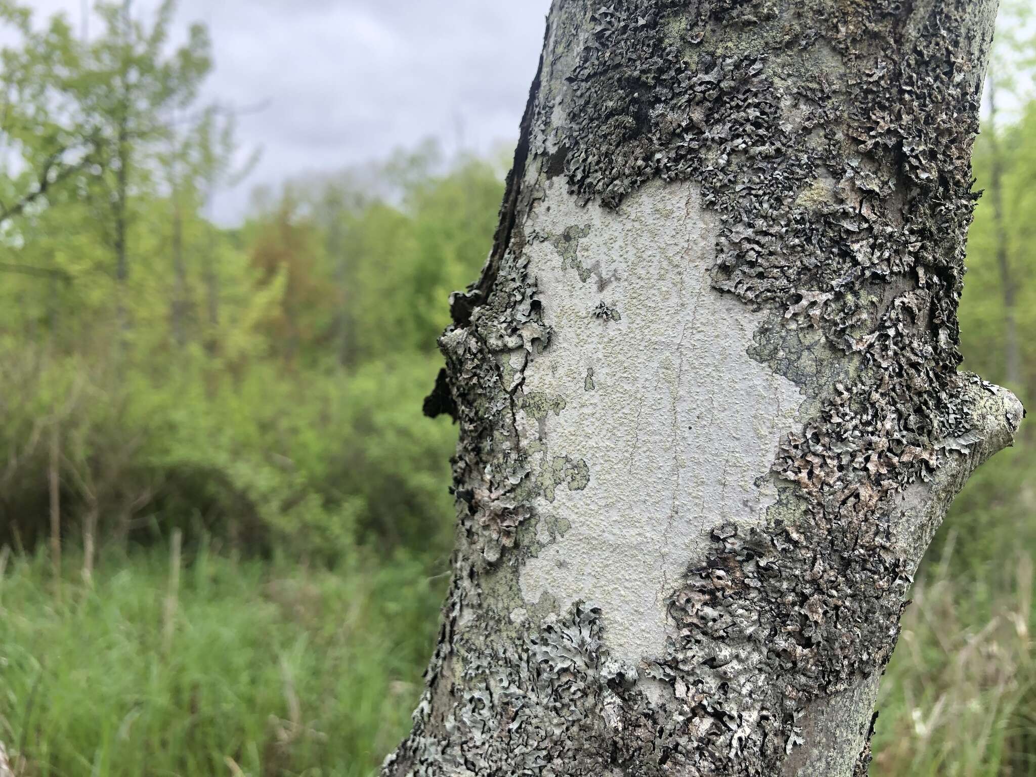 Image of tree crabseye lichen