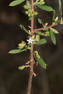 Plancia ëd Leucopogon muticus R. Br.