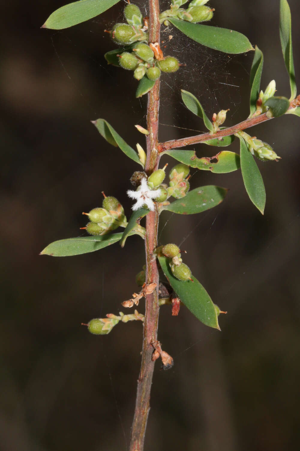 Plancia ëd Leucopogon muticus R. Br.